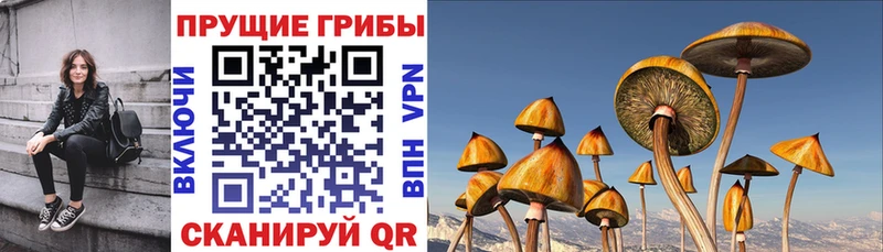 mega ссылка  Касли  Псилоцибиновые грибы GOLDEN TEACHER 